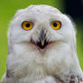 Snowy Owl