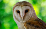 Barn Owl by hoodoo