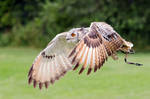 Indian Eagle-Owl by hoodoo