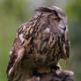 Eurasian Eagle-Owl