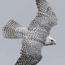 Gyrfalcon