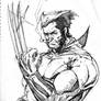 Wolverine Con Sketch