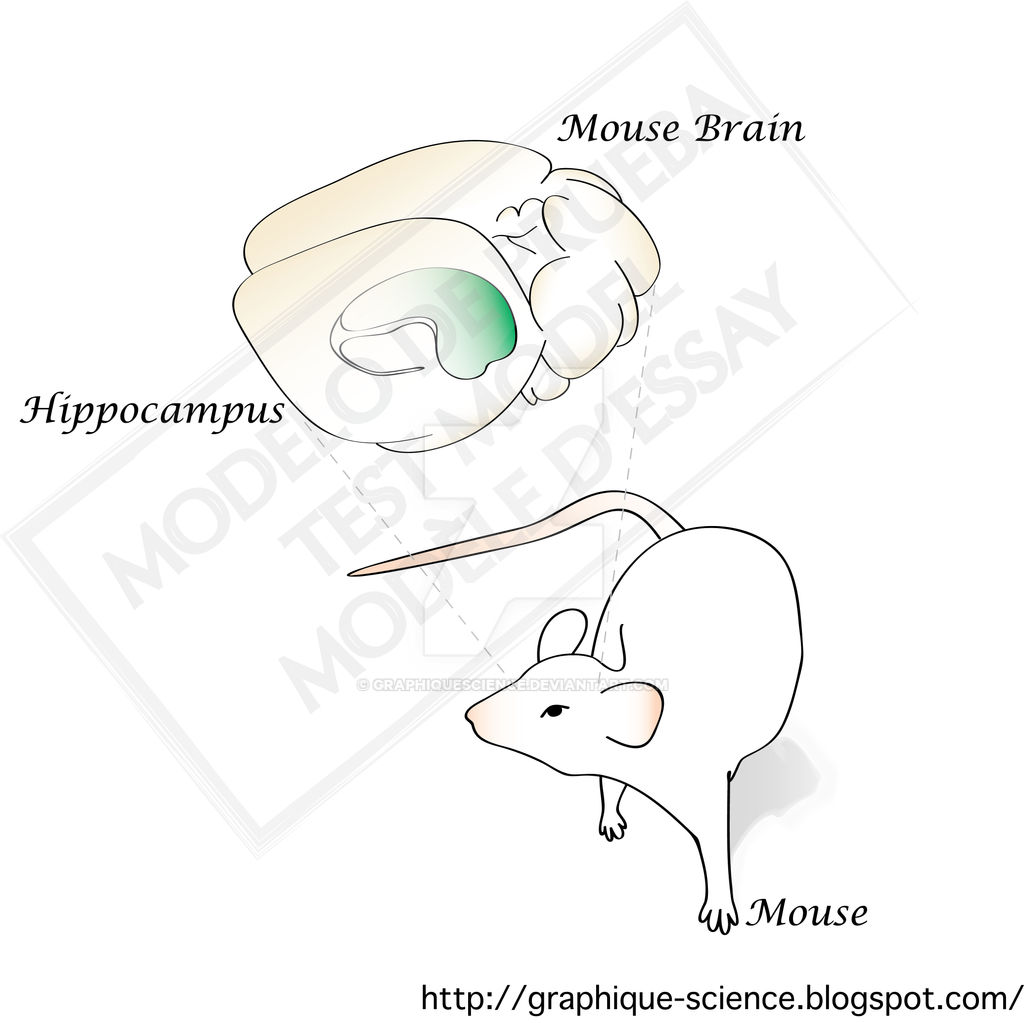 Mouse Brain Sam Mouse brain by GraphiqueScience on DeviantArt