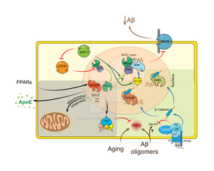 SIRT1 Protects Dendrites, Mitochondria and Synapse by GraphiqueScience