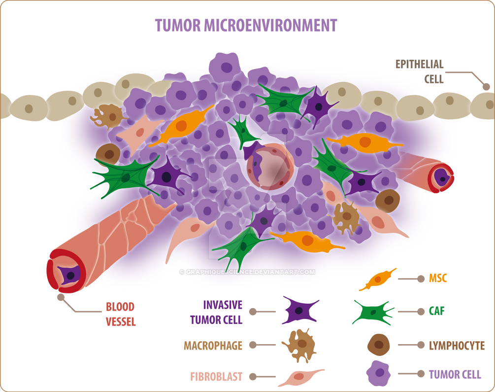 Tumor Microenvironment By GraphiqueScience On DeviantArt tumor-microenvironment-by-graphiquescience-on-deviantart