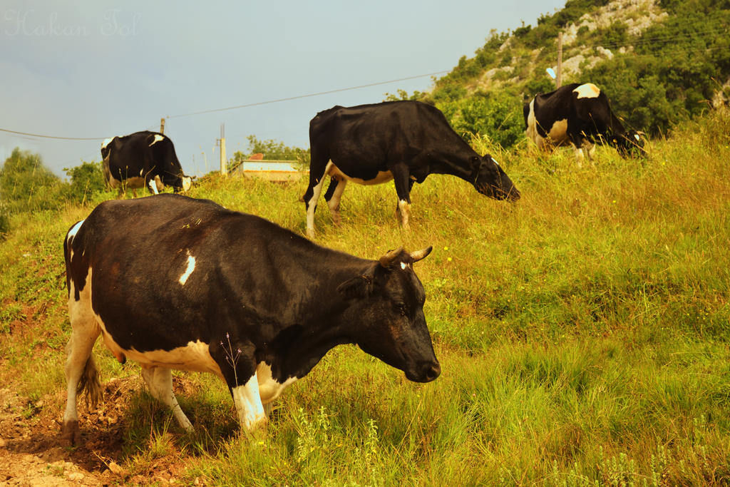 Hunting Time for Cows