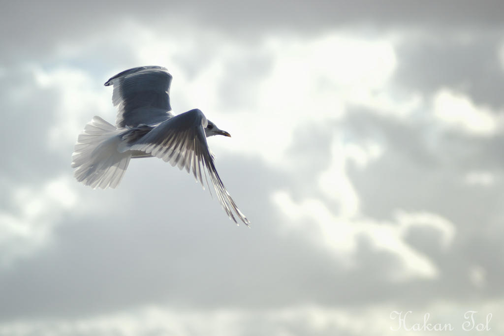 Feathers in Order