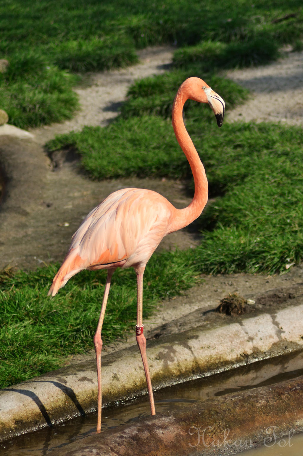 Flamingo