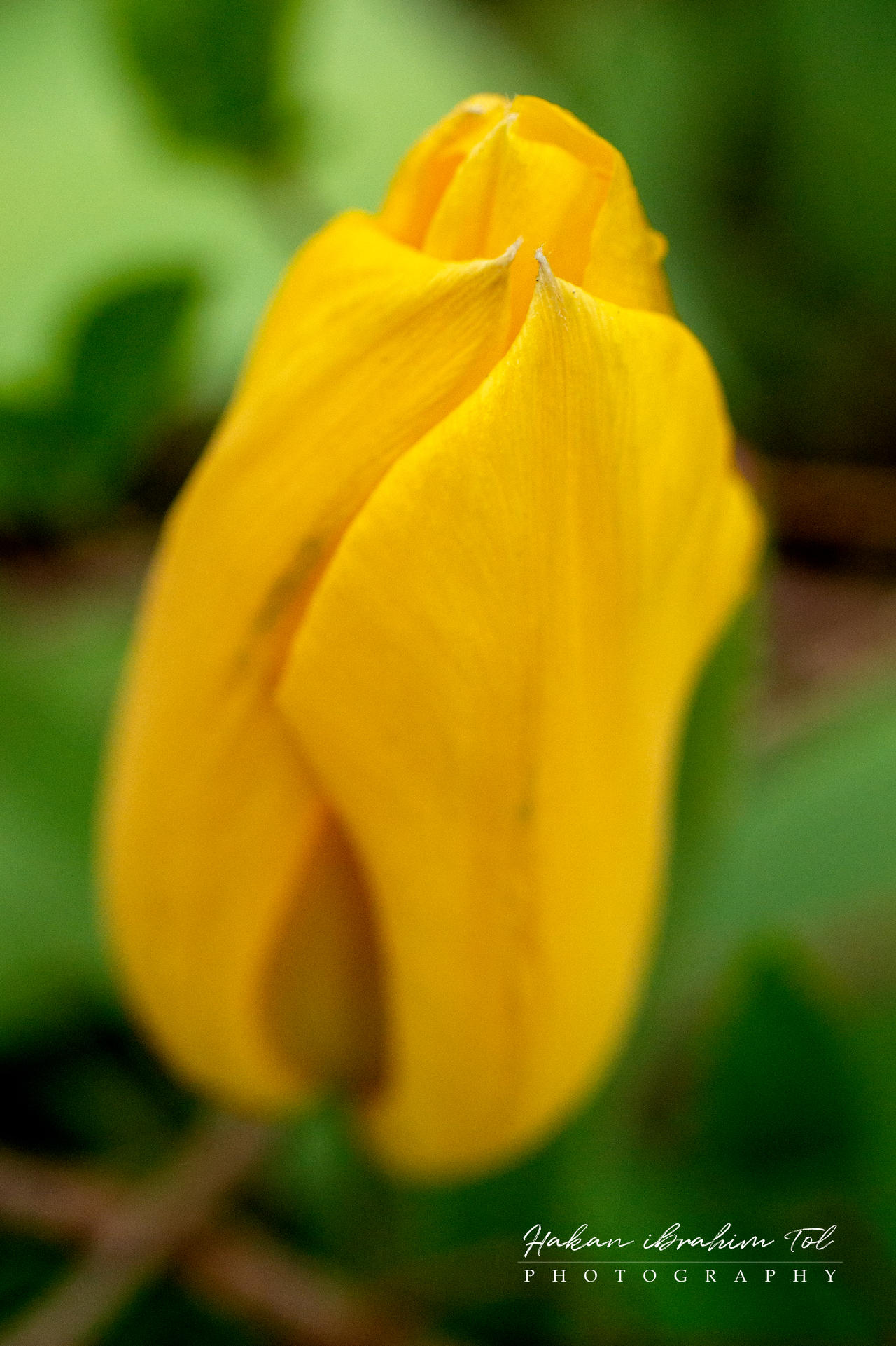 Golden Silence