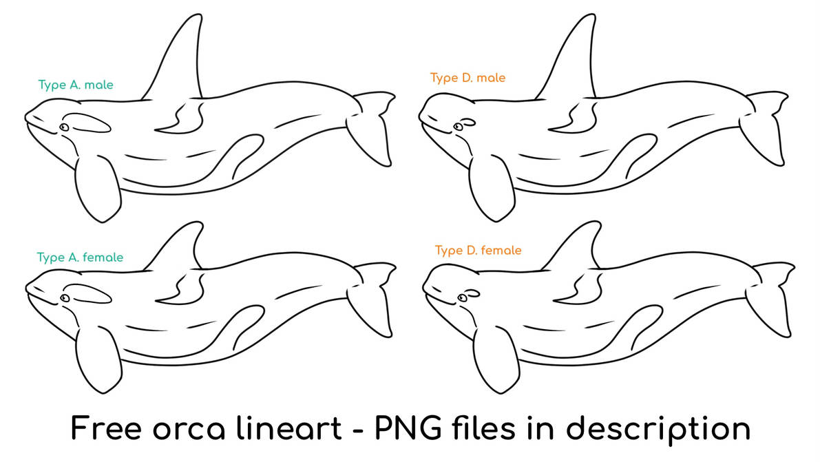 Free Orca Lineart by BrochJam on DeviantArt