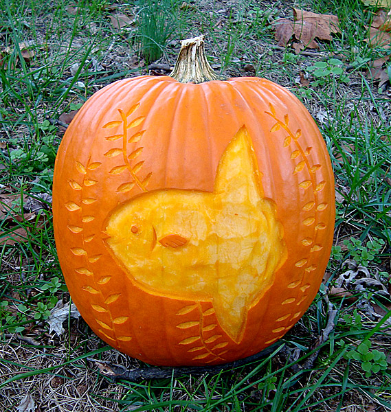 mola mola pumpkin