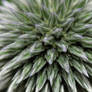 Echinops sphaerocephalus