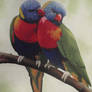 Rainbow Lorikeets