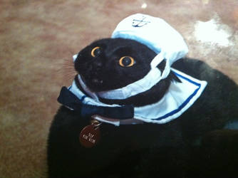 Cat seaman