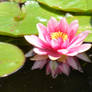 Lotus flower