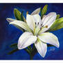 White Lily