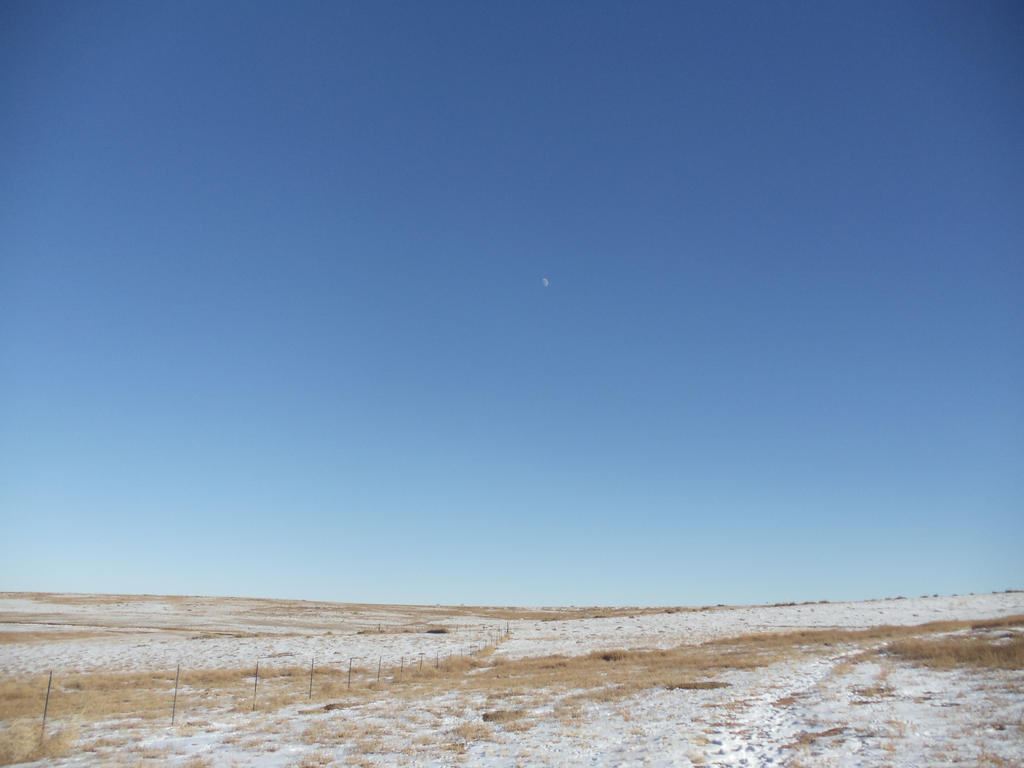 Snowy Field