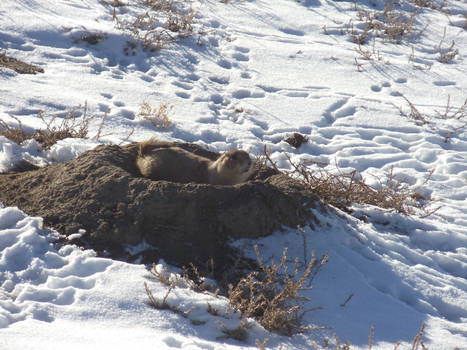 Prairie Dog