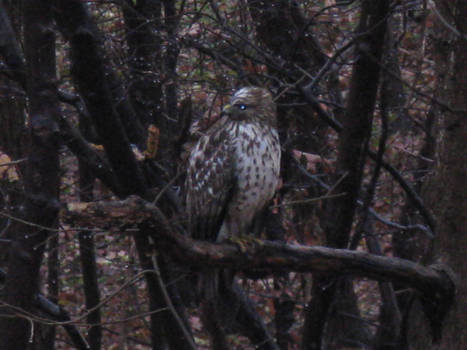 Hawk outside