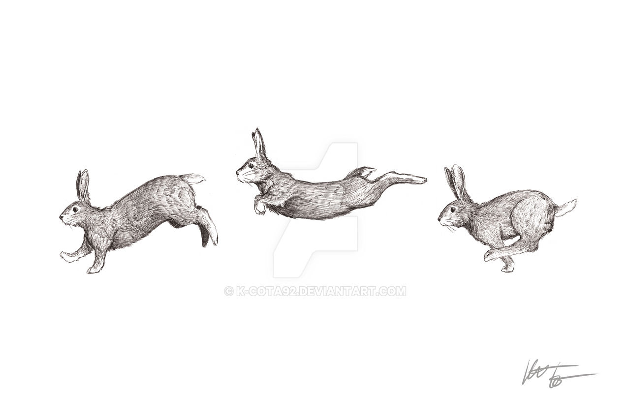 Rabbits in Motion by k-cota92 on DeviantArt