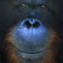 Special Portrait
