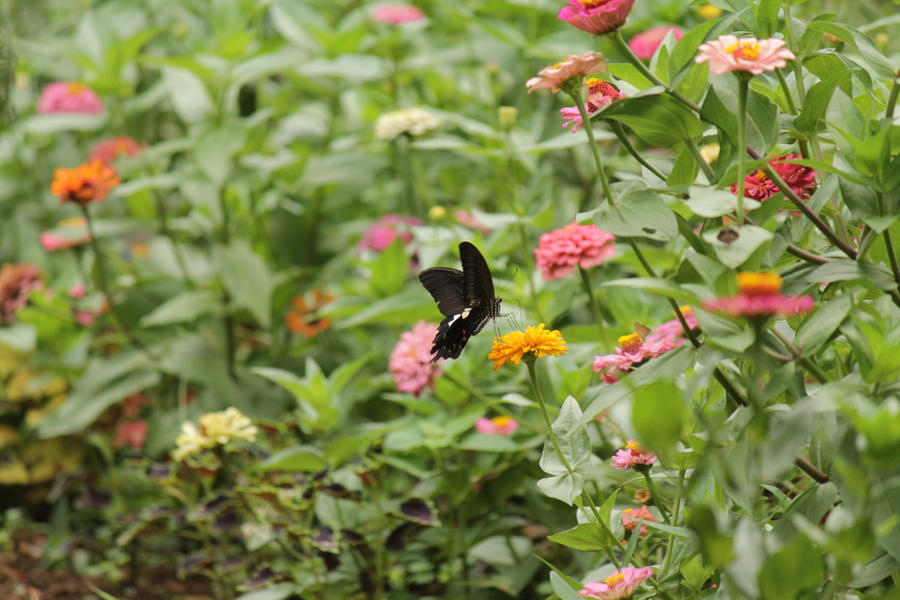 Black swallowtail