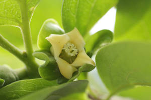 Persimmon bloom