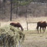 Grazing Horses