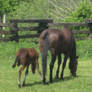 Mare and Foal 3