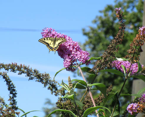 Swallowtail