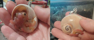 Another Octopus hiding in a shell charm