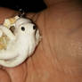 Pale Octopus Shell Charm