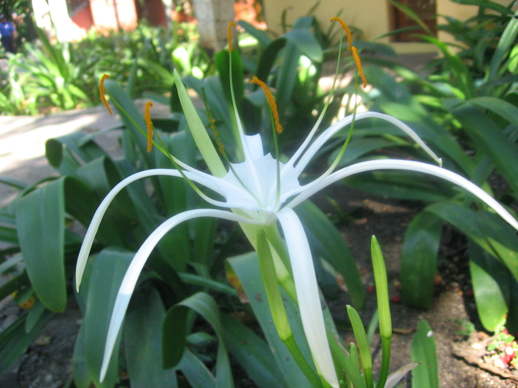 Wispy Lily