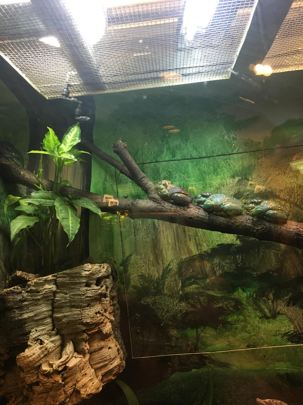 Splending Tree Splendid Tree Frogs 2 by WithywindleCosplay on DeviantArt