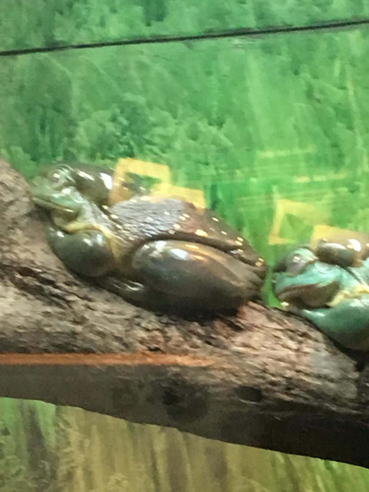 Tree Frog Oc Splendid Tree Frogs 4 by WithywindleCosplay on DeviantArt