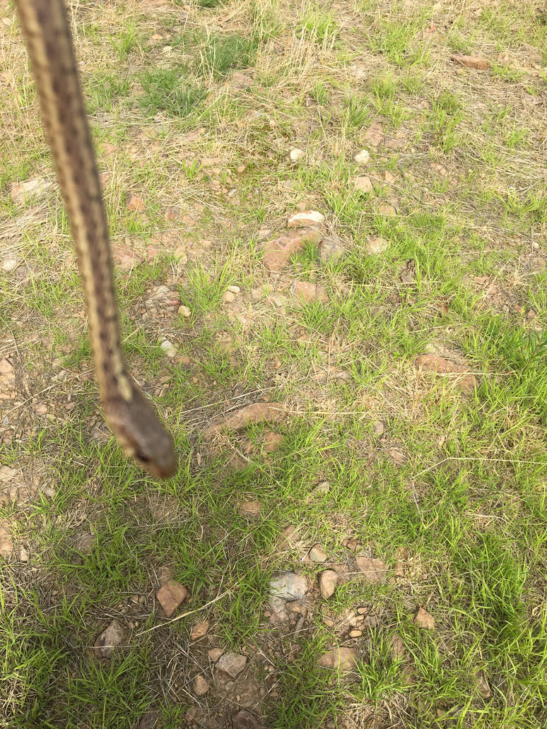Eastern Garter Snake 20 by WithywindleCosplay on DeviantArt