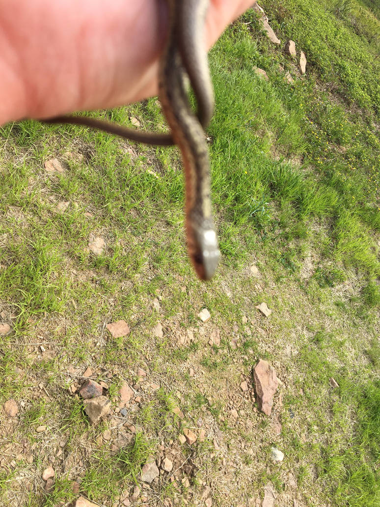 Eastern Garter Snake 27 by WithywindleCosplay on DeviantArt