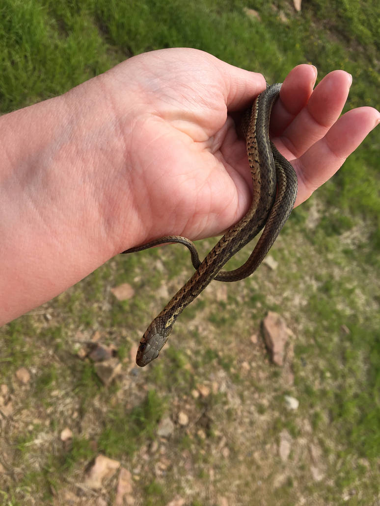 Eastern Garter Snake 28 by WithywindleCosplay on DeviantArt