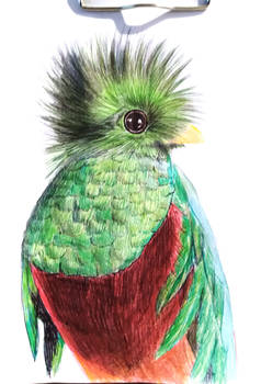 quetzal