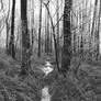 Back to the wetlands