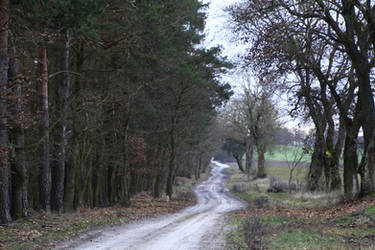 Between forest and fields IFC