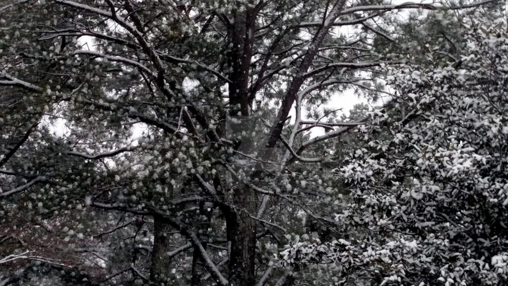 Droopy Trees by BastetCat on DeviantArt