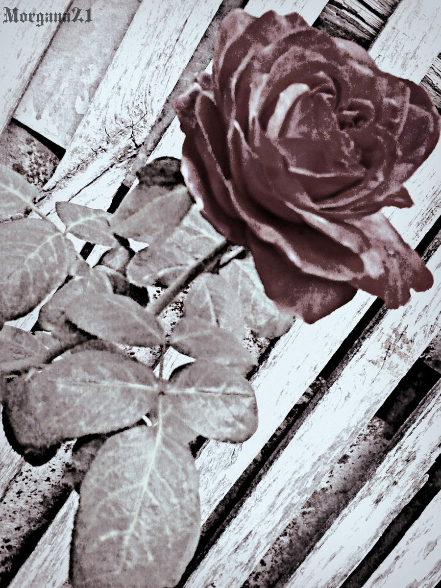 Lonely Rose