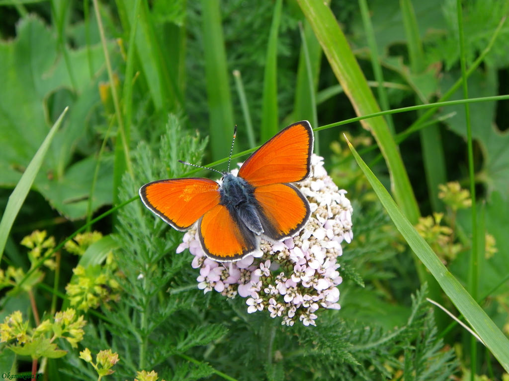 Lycaena dispar