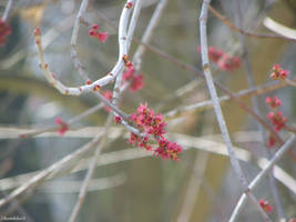 Maple Flowers