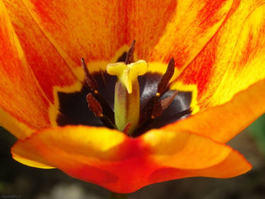 Variegated Tulip II