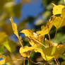 Yellow Leaves