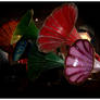 20090730 Muse Music Stfargeau 0032 0