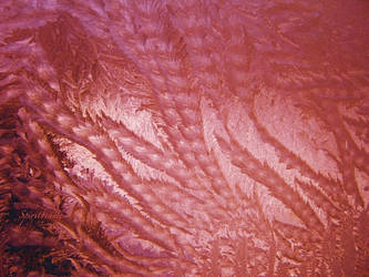 Frost Coral by sagascreative