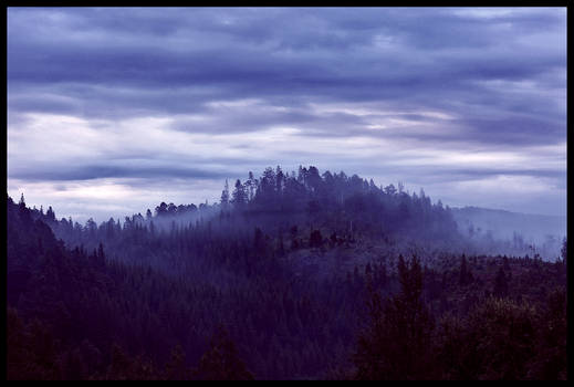 Foggy Morning